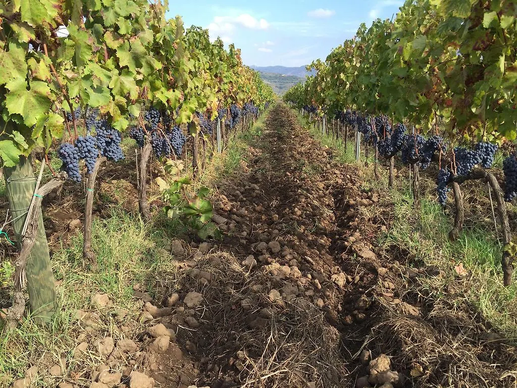 Feudo Vagliasindi -Wine Experience- Guest House Randazzo Country house